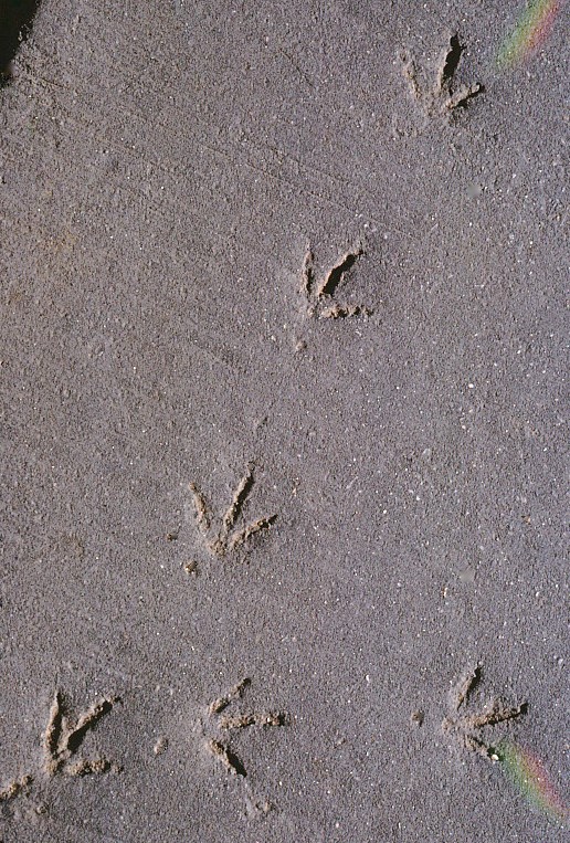 bird tracks in the sand