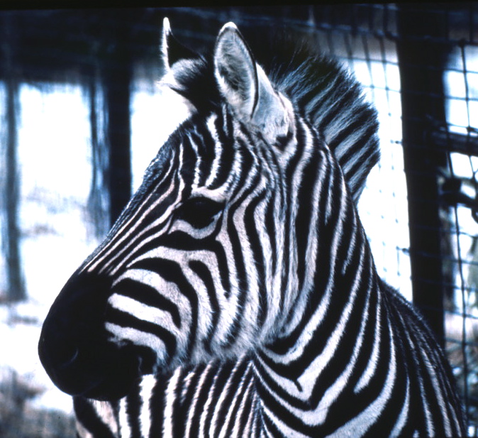 Image of a zebra's head